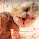 Illustration for article titled Outstanding images of animals inside the womb